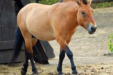Ліси відновлюються після потужних пожеж