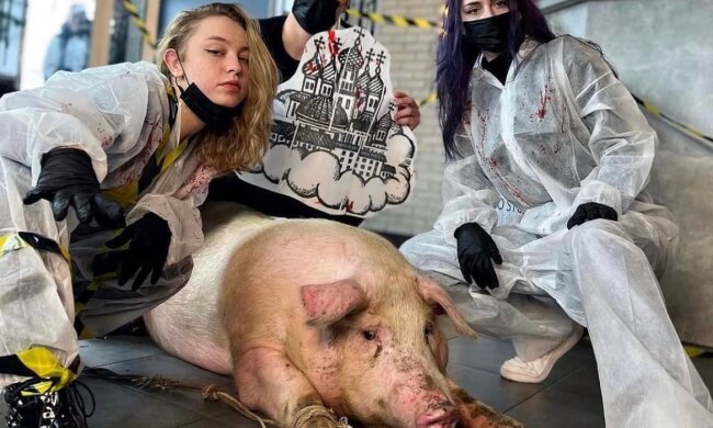 Хайп переріс у скандал: київська поліція проводить перевірку в салоні, де збиралися зробити татуювання живої свині