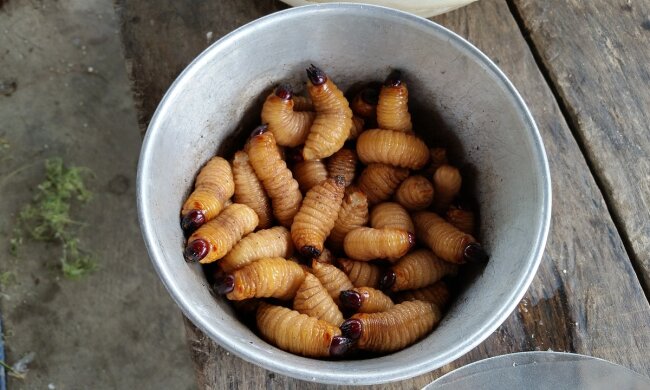 Опариші в їжі: нацгвардійців у Києві годують зіпсованими сухпайками