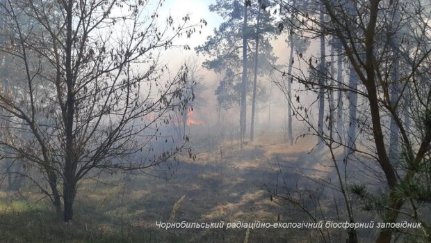 Як виглядає Чорнобильський ліс після пожежі (фото)