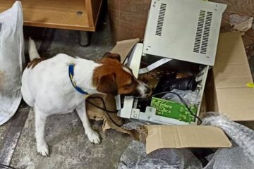 Службовий собака Київської митниці знайшов пістолет