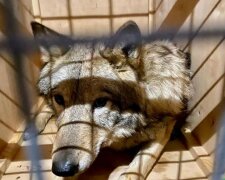 Видавали нехарактерні звуки: з України намагалися вивезти живих вовків під виглядом лайок