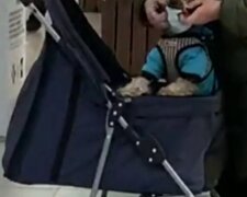 Киянка в магазині одягла маску на свою собаку (відео)