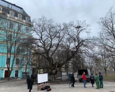 У Києві почали перейматися «здоров’ям» липи Петра Могили