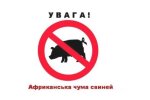 В громаді на Київщині запроваджено карантин — зафіксована африканська чума свиней