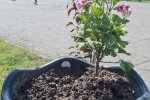 У Славутичі вже не вперше крадуть квіти з міських клумб