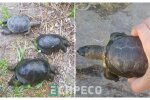 У Білій Церкві поруч з водоймою знайшли десятки мертвих черепах - підозрюють злиття хімікатів