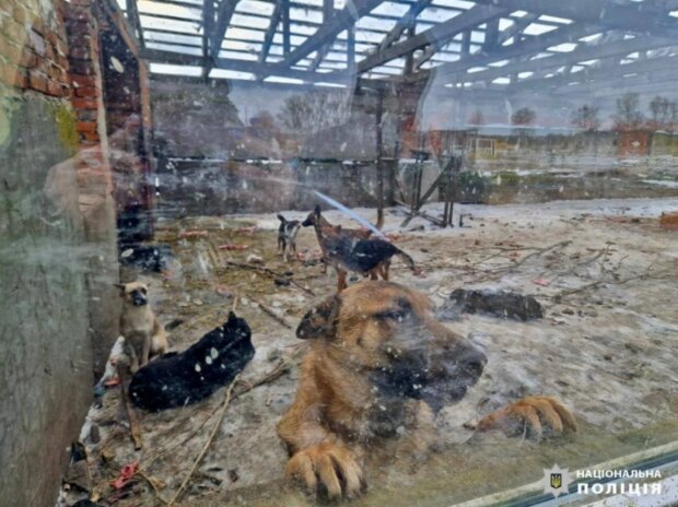На Київщині поліція розслідує жорстке поводження з тваринами