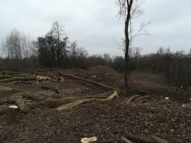 На території Музею в Пирогово вирубають дерева (фото)