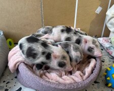 У столиці працює кафе, де можна погратись із карликовими поросятами. Зоозахисники обурені