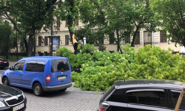 Сильний вітер валить дерева в Києві: падають біля домівок та на дороги (відео, фото)