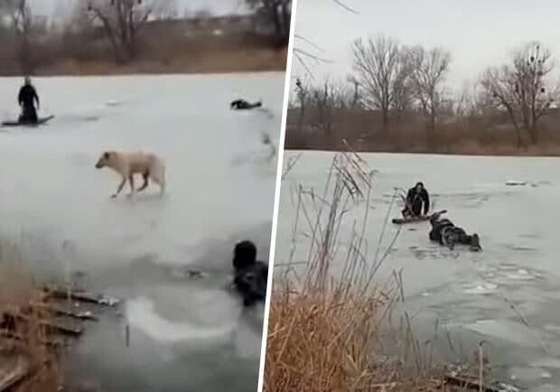 Киянин ледь не загинув, намагаючись врятувати собаку, яка провалилася під лід (відео)