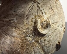 Столичні митники знайшли в посилці панцир морського їжака — цікаво те, що його вік приблизно 161-165 млн років