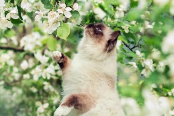 Сонячна погода та потепління: у Києві очікується справжня весна