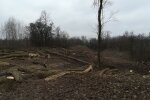 На території Музею в Пирогово вирубають дерева (фото)