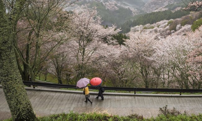 +23 та грози: якою буде погода в Києві