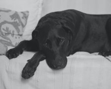 На Київщині жорстоко вбили собаку (відео)