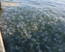 Навала медуз у Кирилівці – ознака руйнування екосистеми Азовського моря