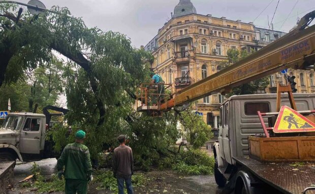 У Києві негода повалила більше 100 дерев