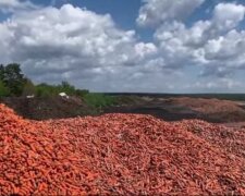 На смітник під Києвом фермер викинув тони непроданої моркви (відео)