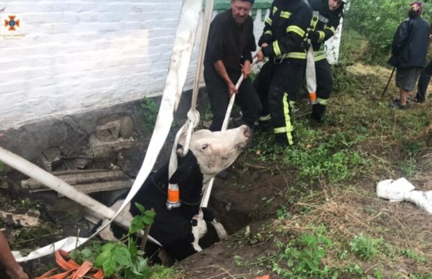 На Київщині рятувальники витягнули з ями корову