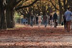 У Києві створять 10 зелених зон: найбільше в Голосіївському районі