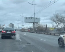 Новенький й недосвідчений водій: У Києві лебідь заблокував рух автомобілів (відео)