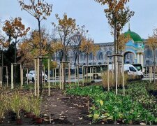 На Контрактовій площі завершили оновлення зеленої зони