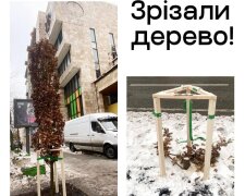 У Києві невідомі знищили дуб, висаджений у пам'ять про Романа Ратушного