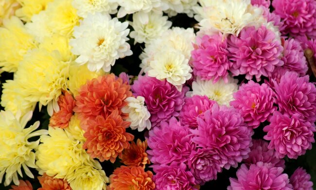 виставка хризантем