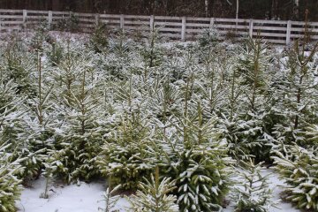 Для головної ялинки на Софіївській везуть 400 сосен з Житомирщини (фото, відео)