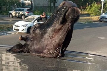 У Києві розбили припарковане авто, залишивши господареві “подарунок”