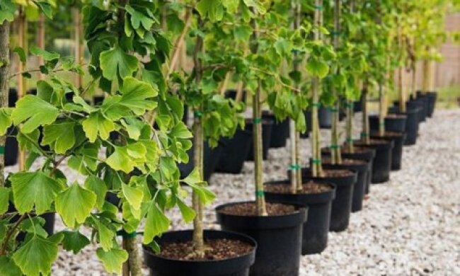 Киянам безкоштовно роздадуть саджанці дерев для озеленення міста