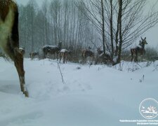 У Чорнобилі показали тварин, які в засніженому лісі вийшли на пошук їжі