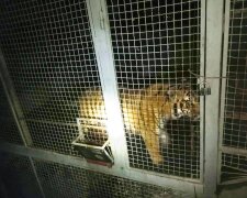 На острові Жуків знайшли шістьох занедбаних тигрів