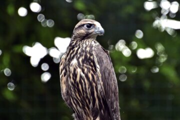 KyivZoo випустив у дику природу червонокнижного сокола балабана