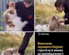 У Києві інструкторка кидала й била ногами собаку під час "уроків поведінки"