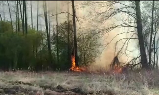 На Київщині знов підпалили траву: палія схопили на гарячому (відео)