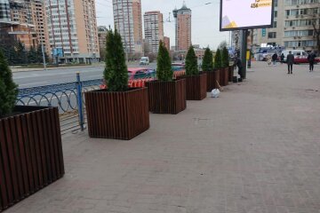 На Печерській площі встановили декоративні дерева