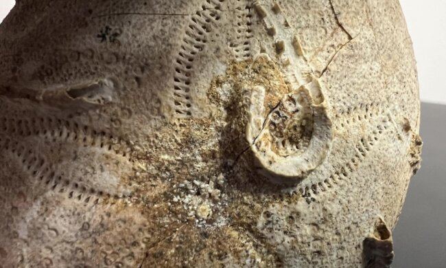 Столичні митники знайшли в посилці панцир морського їжака — цікаво те, що його вік приблизно 161-165 млн років