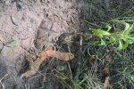Кияни продовжують знаходити вибухонебезпечні предмети на вулицях - поліція