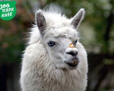 В Київзоо відкрили салон краси для альпак:  як стрижуть тварин і навіщо (відео)