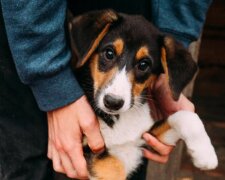 В Києві побудують гігантський притулок для тварин