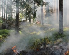 В Зоні відчуження знов спалахнула лісова пожежа
