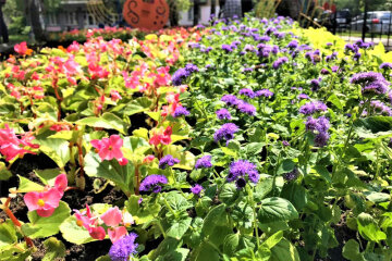 Гітара та ноти: біля музичної школи на Чоколівці з’явився тематичний квітник (фото)