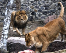 В Київському зоопарку леви святкують день народження (відео)