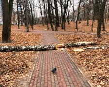 У Києві негода пошкодила більше сотні дерев