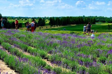 В Добропарку на Київщині розквітли ріки лаванди (фото)
