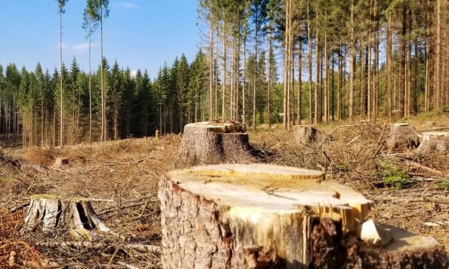 У Чорнобильській зоні вирубали понад 1000 дерев, завдавши збитків на понад ₴77 млн