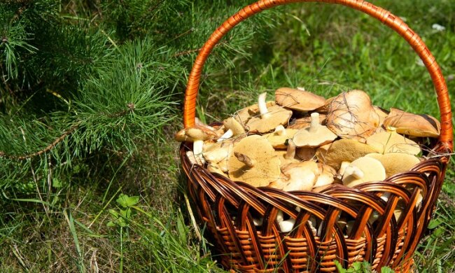 За новими штрафами вартість зрізаного гриба складе 75 гривень